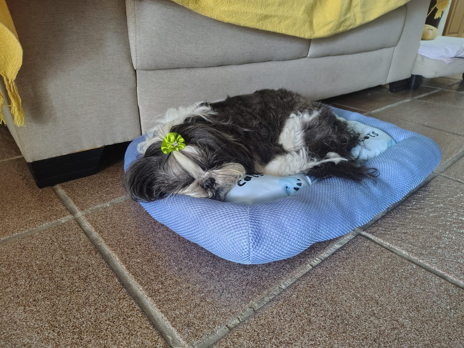 Cão pequeno a descansar na caminha junto ao sofá