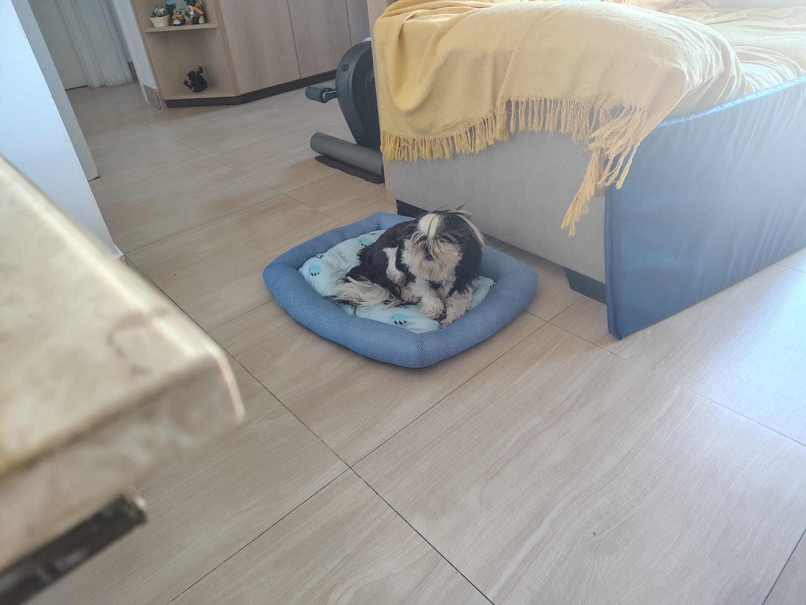 Cão pequeno a repousar na caminha da sala