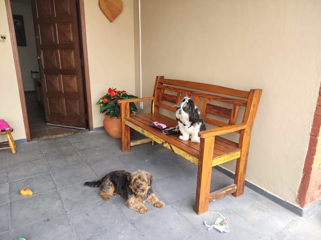 Cão de pequeno porte tranquilo no Solar da Laika